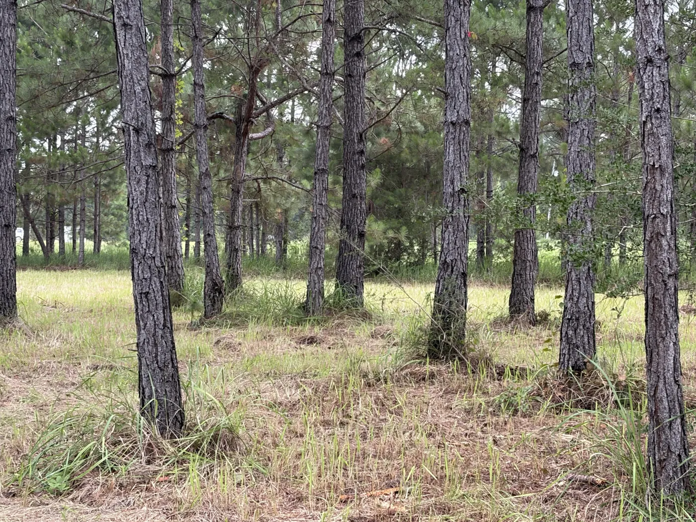 The same pine stand after clearing, floor opened up