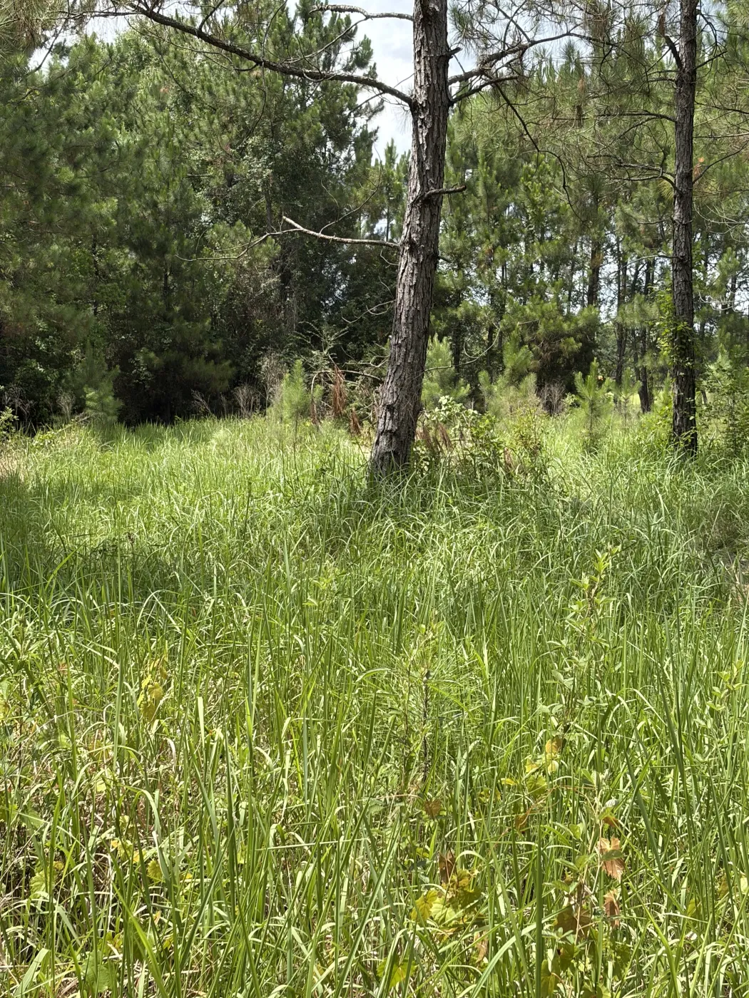 Overgrown ground among scattered pines before clearing