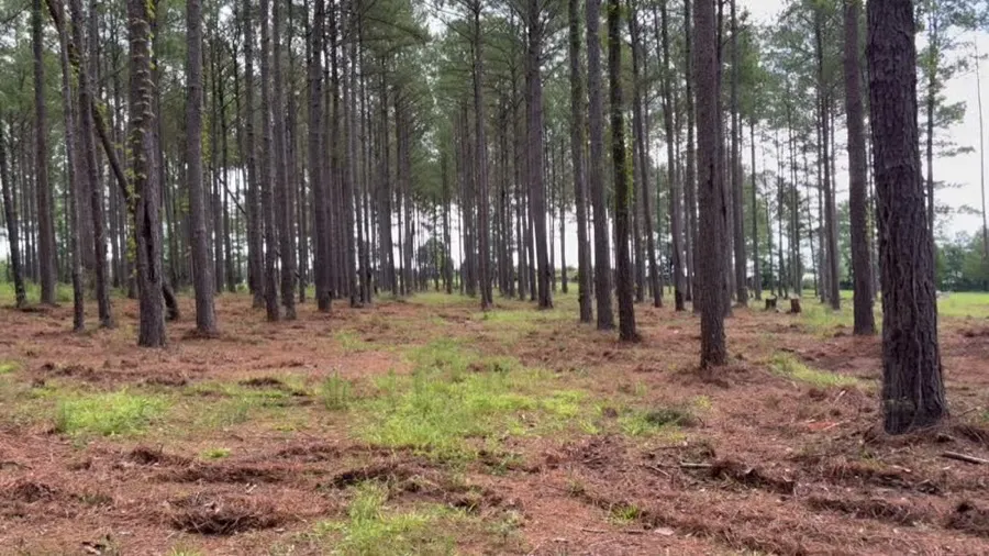 Land Clearing in Baldwin & Mobile County, AL